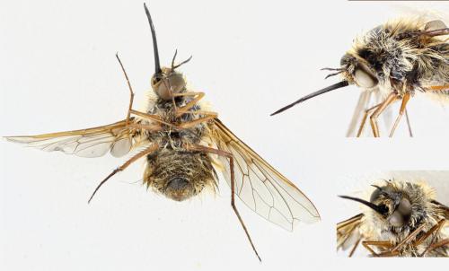 Réf. 329 922 : Bombylius canescens